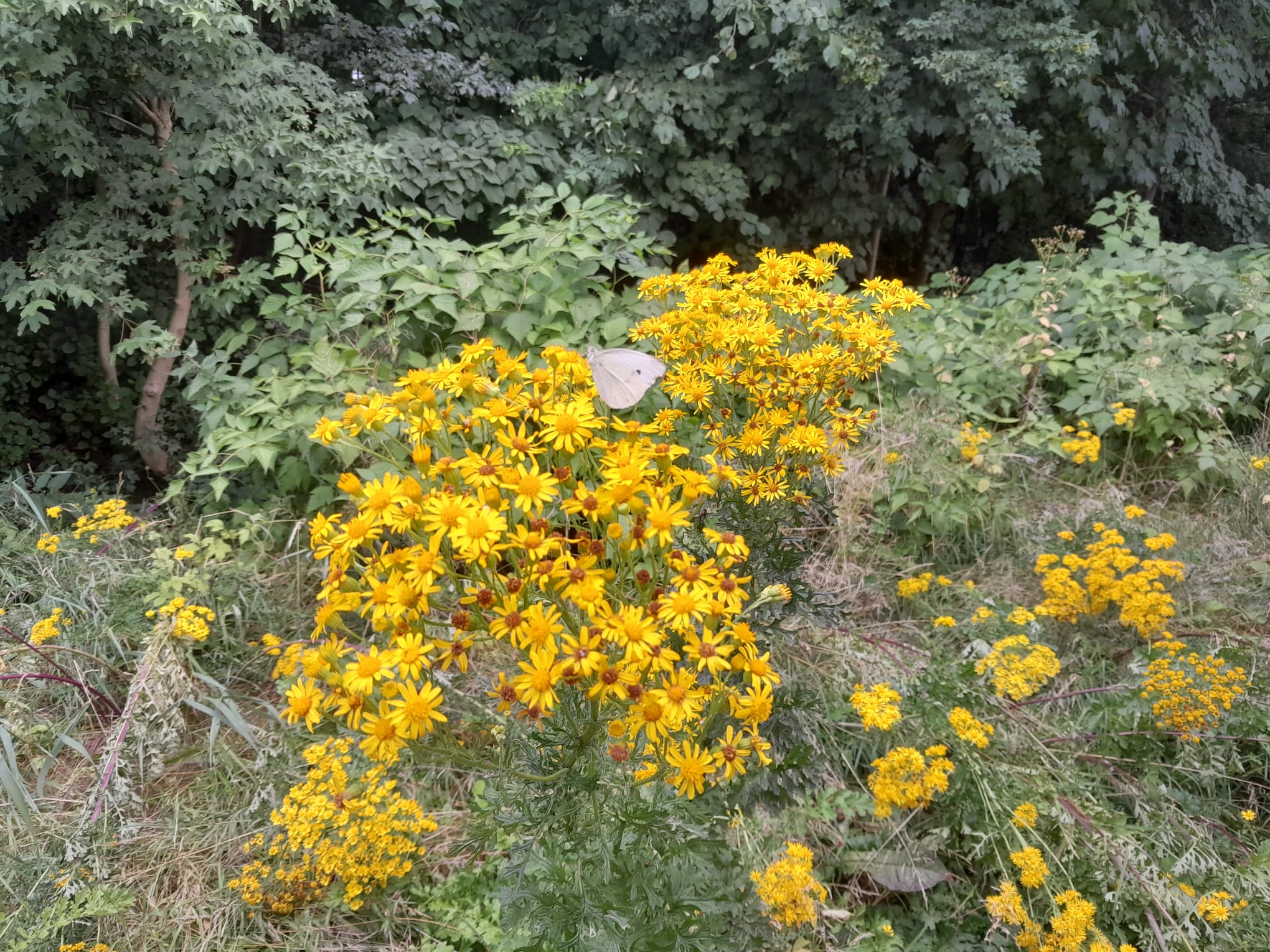 small white butterfly on yellow flowers